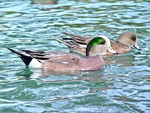 American Wigeon pair by howcheng is licensed under CC BY-SA 2.0
